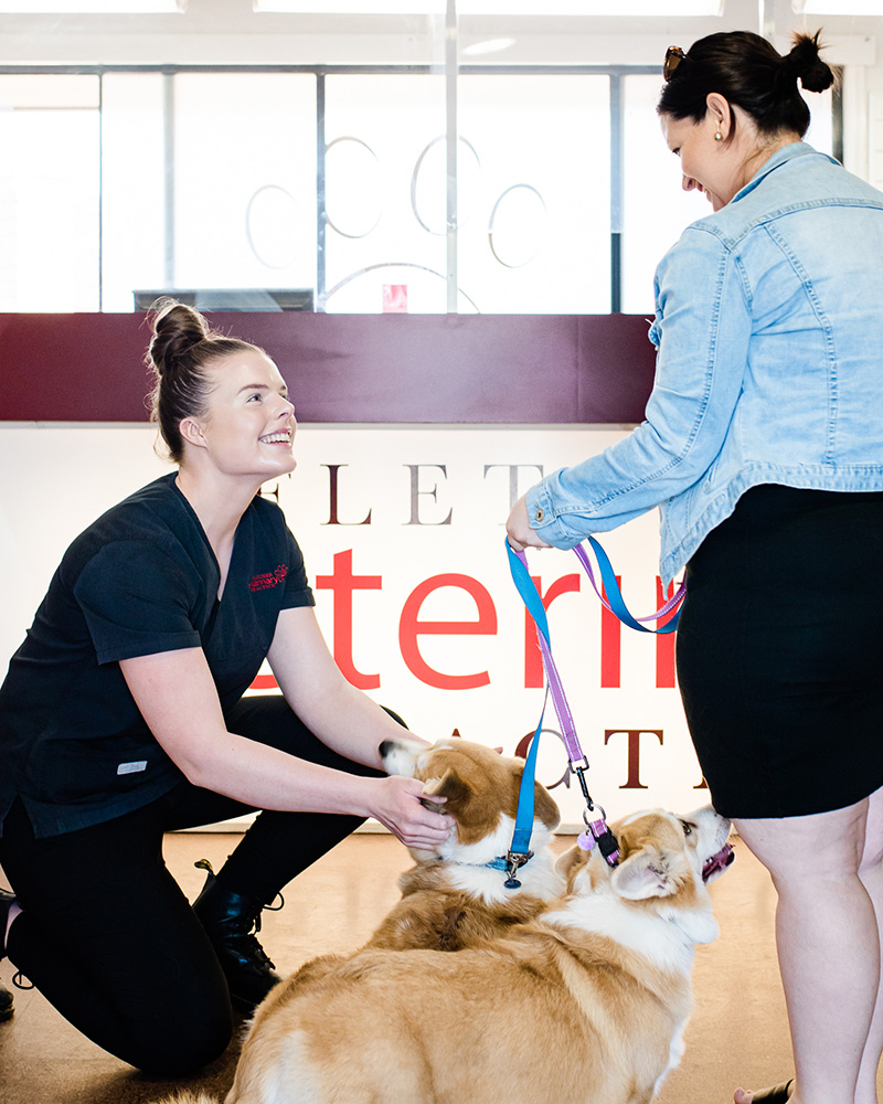 Fletcher Vet is a small animal vet clinic in Fletcher Our staff love