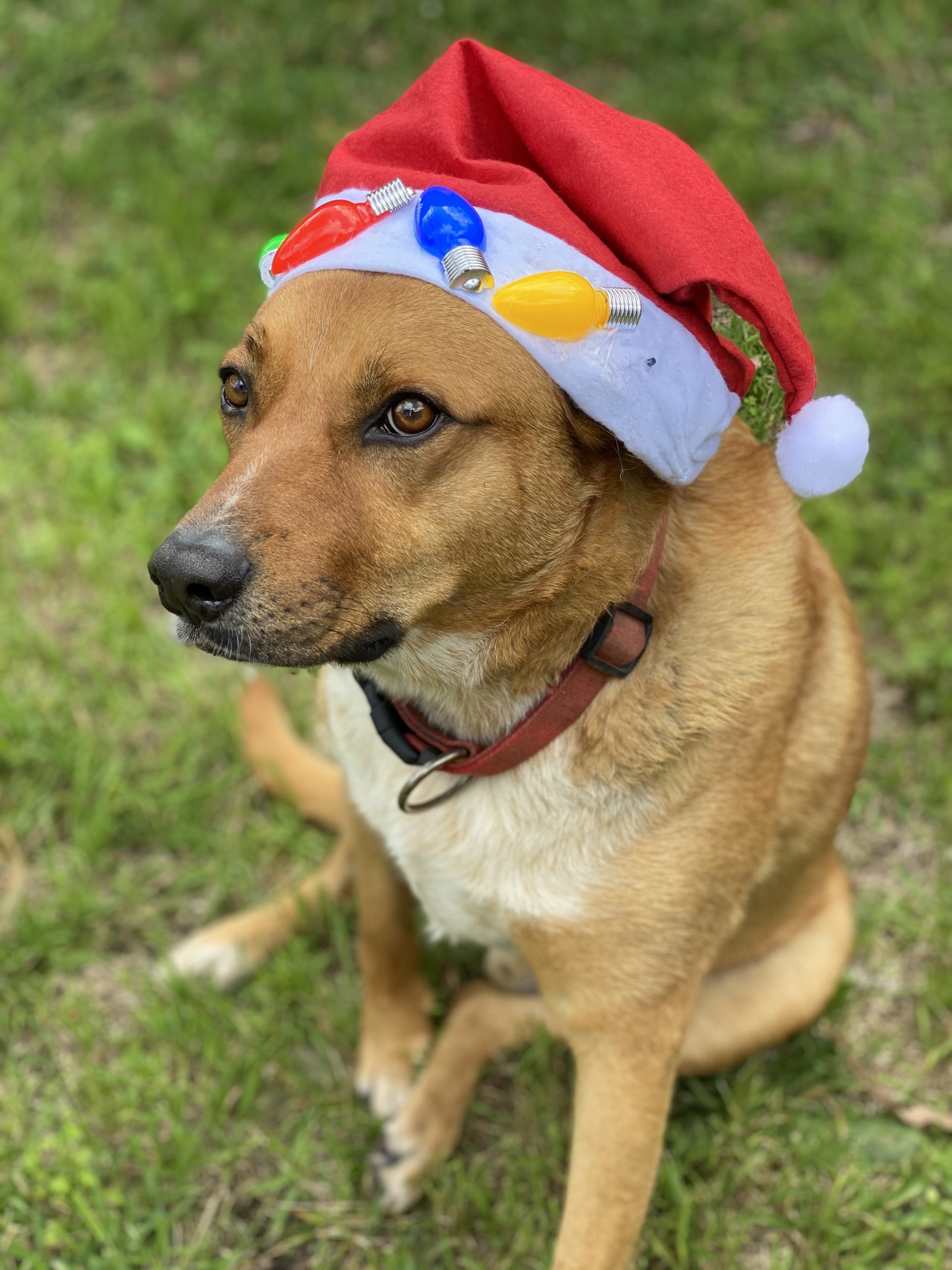 Dog wearing a Christmas Santa hat