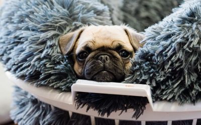 Puppy Preschool Essentials