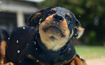 5 Ways to Keep Your Pet Cool This Summer