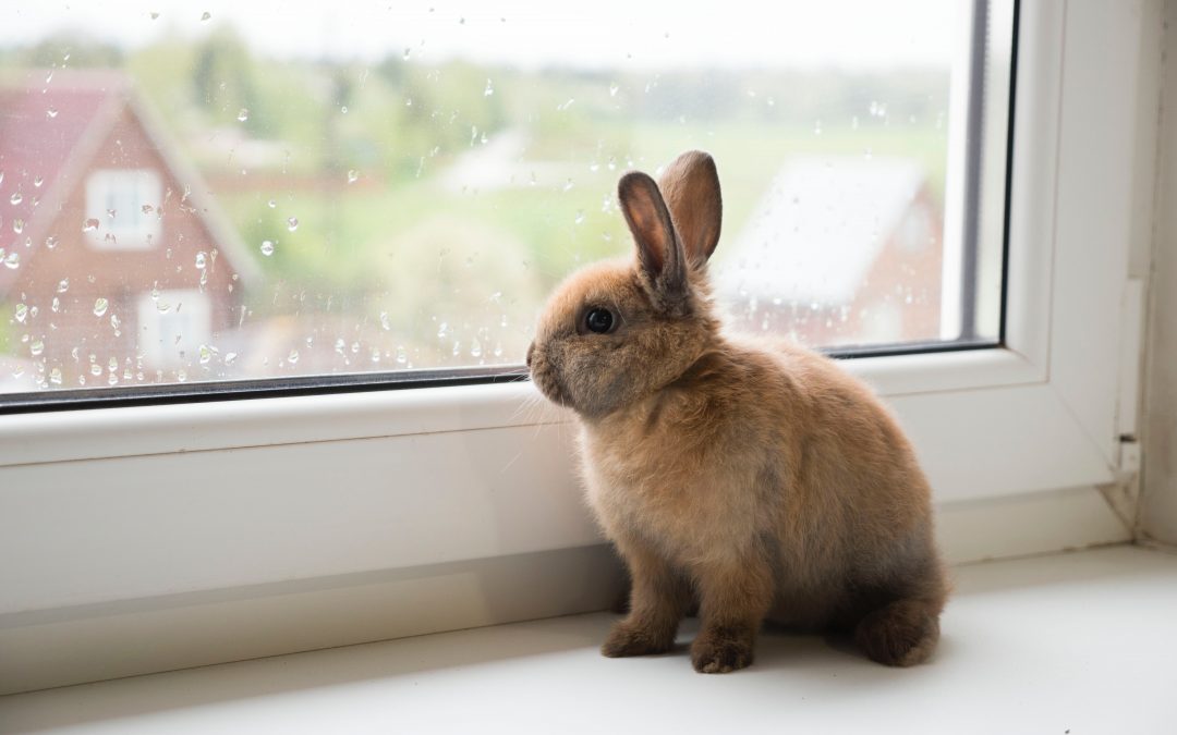Protect Your Rabbit from Myxomatosis