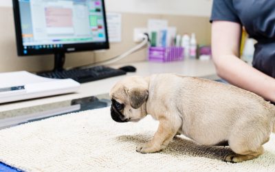 Protecting Your Puppy from Parvovirus