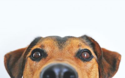 Which dog breed is right for me?