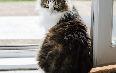 Is your cat stressed? Discover our top tips for a calm cat