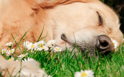 Managing your dog’s allergies