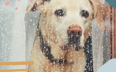 Storm anxiety – here’s how to help