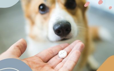 Medicating your pet at home