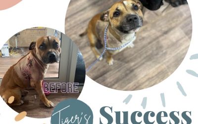 Tiger’s Success Story