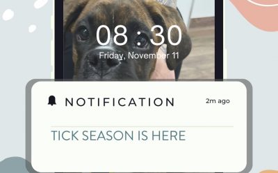 Win Simparica flea & tick prevention