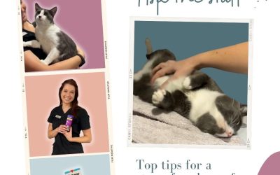 Staff Tips – A stress free home for your cat