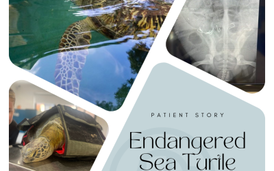 Patient Story – Endangered Sea Turtle