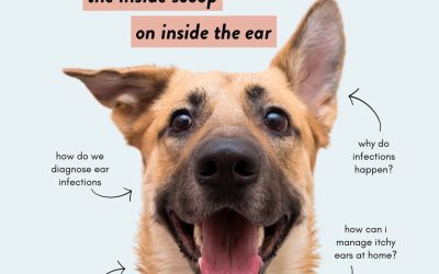 Itchy Ear Management – The inside scoop on inside the ears