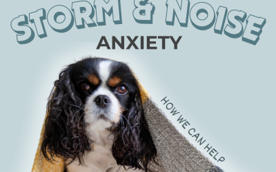 Storm & Noise Anxiety