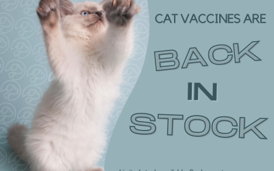 Cat Vaccines are Back in Stock